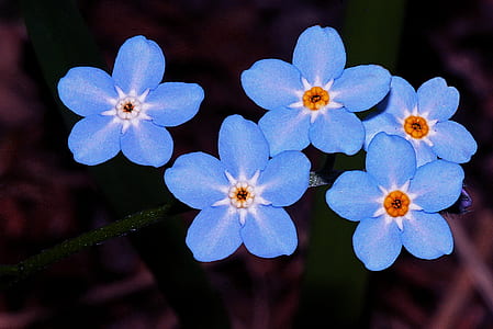 painting of blue flowers