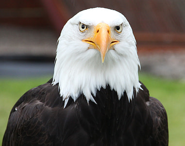 white and black bald eagle