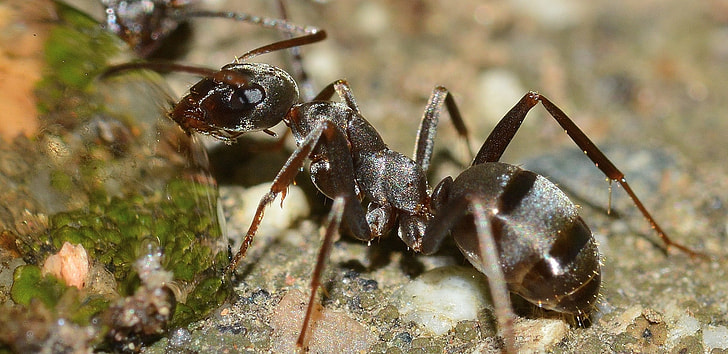 macro photography of garden ant