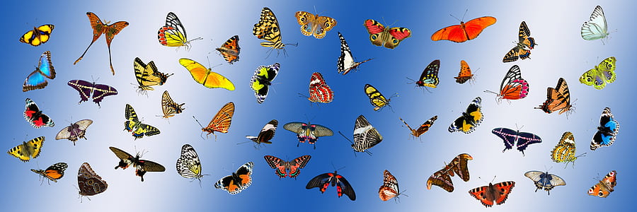 assorted butterflies in blue background