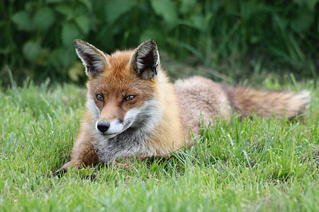 closeup photo of fox laying on green grass