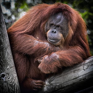 orangutan on brown tree