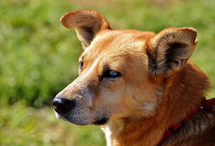 close up photo of brown dog on green grass field at daytime