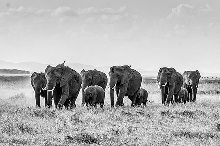 selective photo of elephants