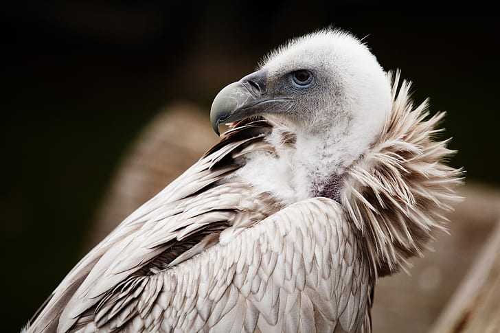 selective photography of albino vulture
