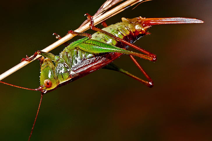Red and Green Grasshopper