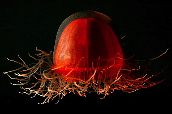 photo of red jellyfish