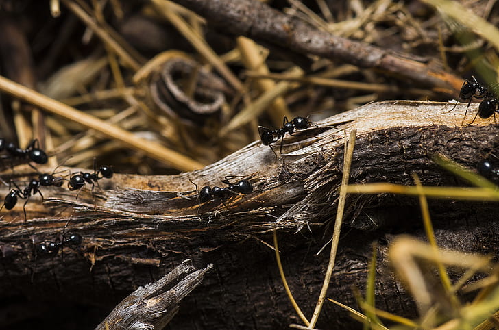 Black Ants on Brown Tree Trunks