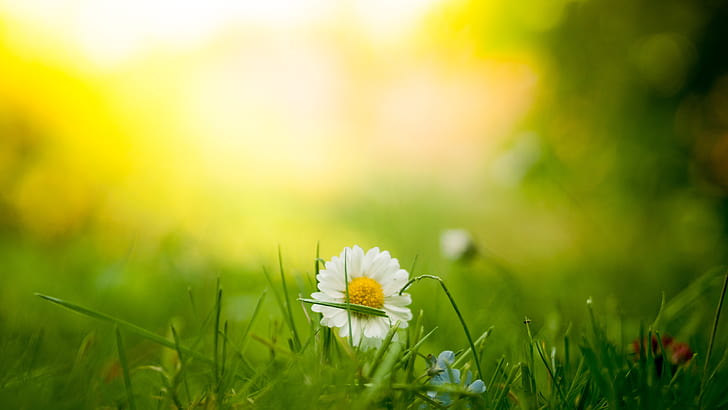 daisy flower on green grass during daytime