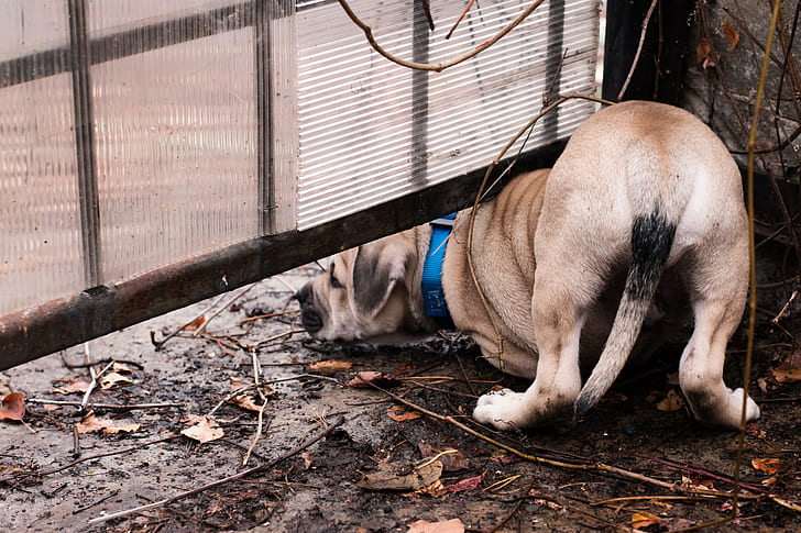 brown great dane puppy crawling under metal fence during daytime