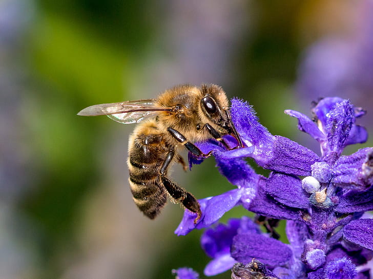 close-up photo of honey bee perched on purple flower