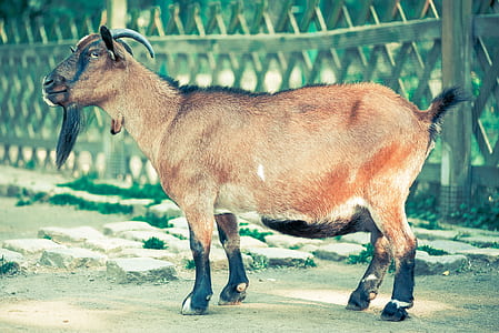 Brown and Black Goat With Horn Standing Near Fence