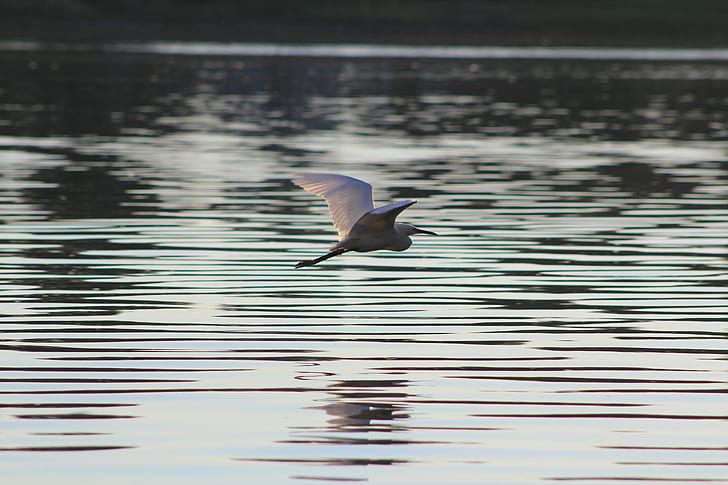 white bird flying near the water
