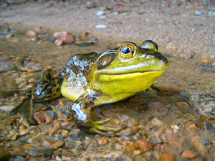 close-up photography of green and yellow frog during daytime