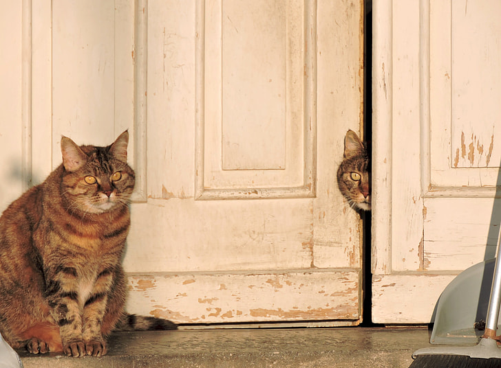 two silver tabby cats near white wooden door