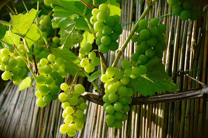 white grape plant