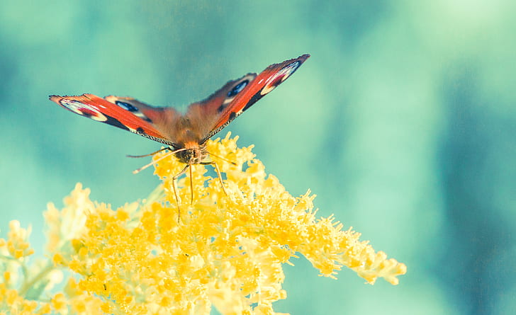 peacock butterfly perching on yellow cluster flower in close-up photography