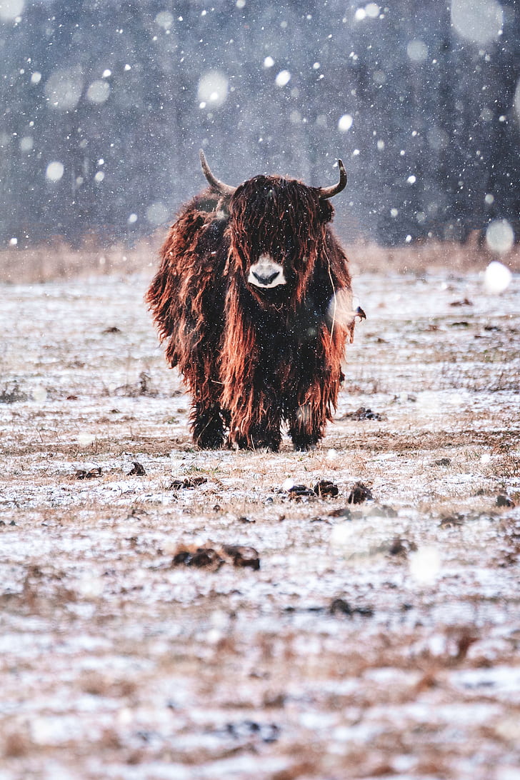 brown and black bison walks on snow covered field