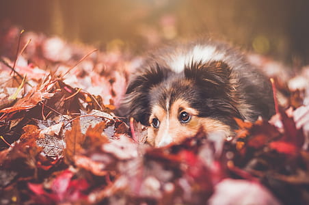 adult black and tan rough collie lying on maple leaves during daytime