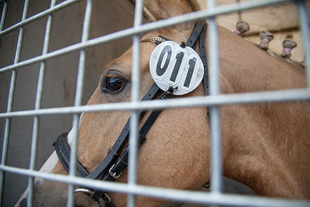 Close-up Photography of Horse