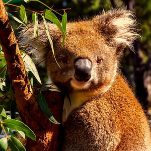 closed up photo of brown koala