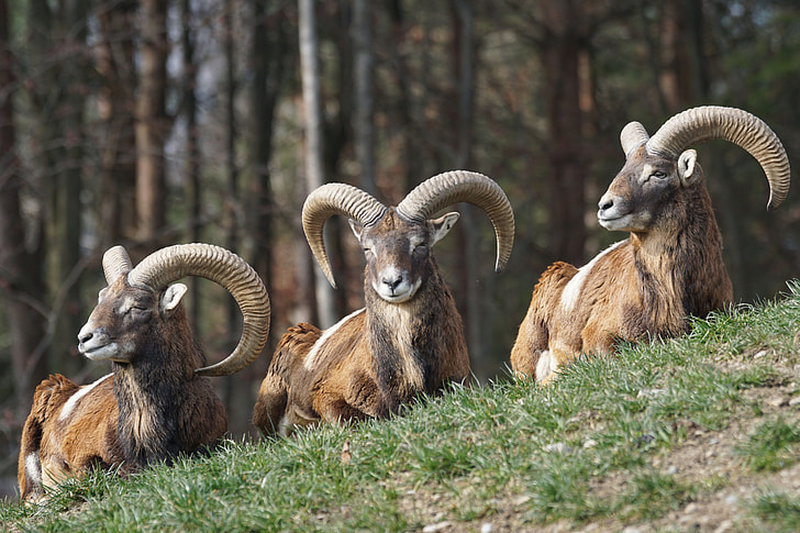wildlife photography of three brown rams