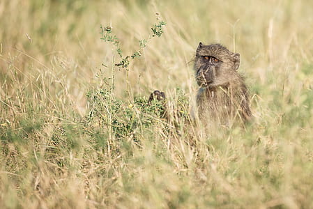 photo of monkey near green grass