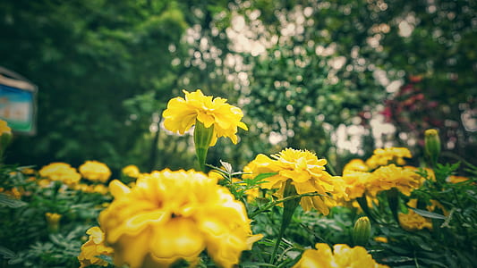 Shallow Focus of Yellow Flowers