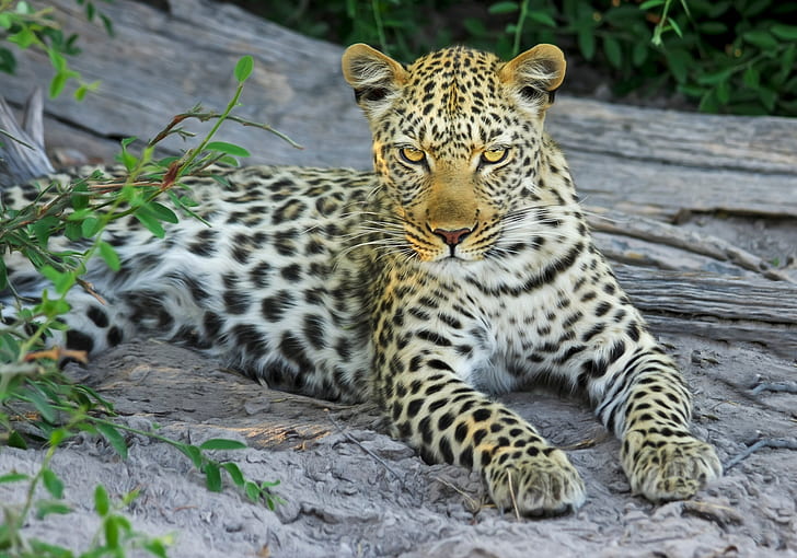 adult leopard