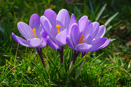 purple crocus flowers in bloom at daytime