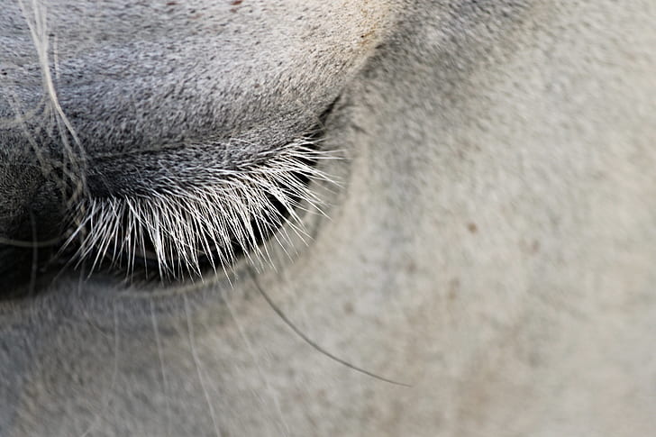 white horse's eye close-up photo