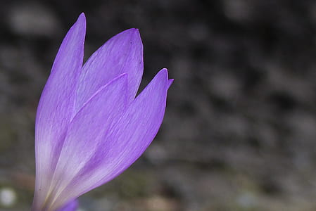 shallow focus photo of purple petaled flower