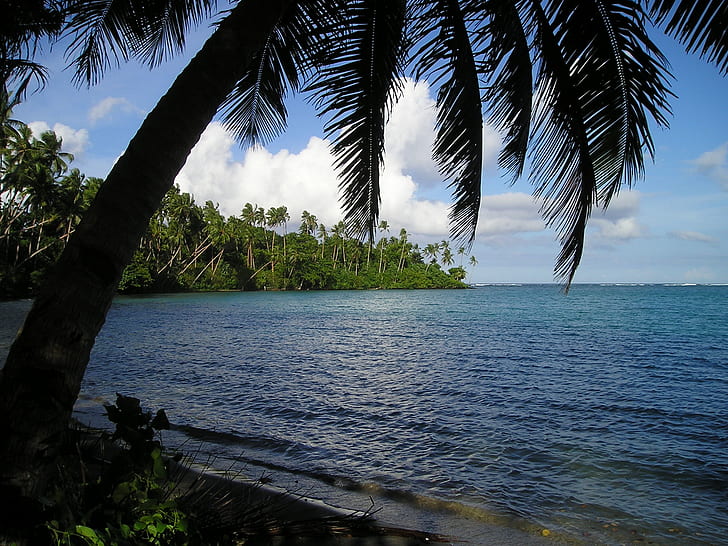blue body of water near green palm trees