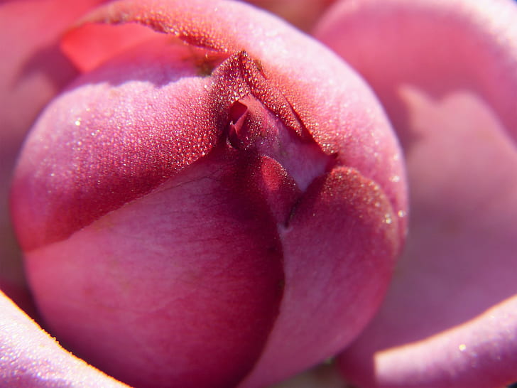 pink rose flower close-up photography
