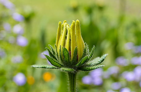 selective focus photography of yellow sunflower bud