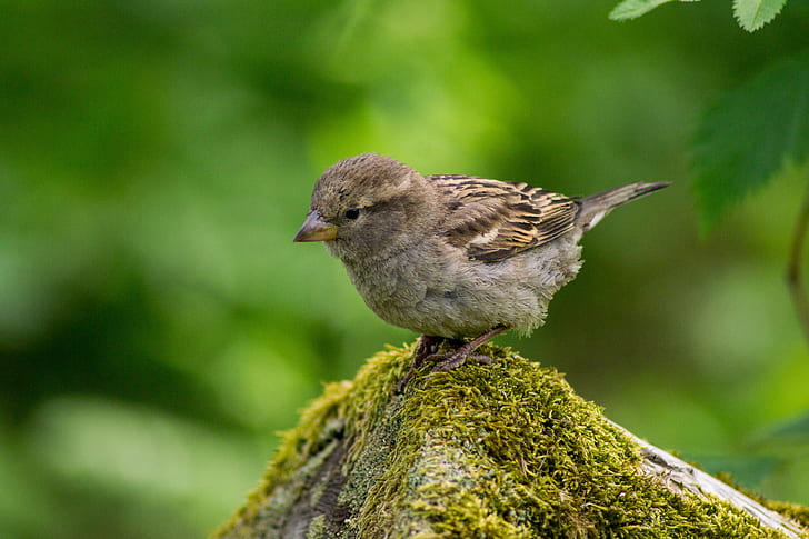 brown sparrow on driftwood