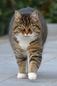 selective focus photography of Tabby cat