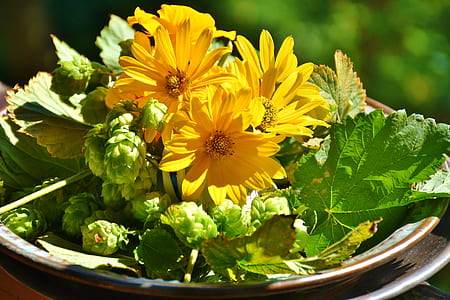 yellow daisies in brown plate close up photo