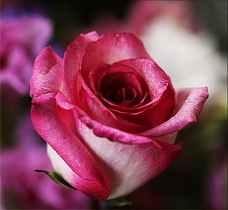 macro photography of rose flower
