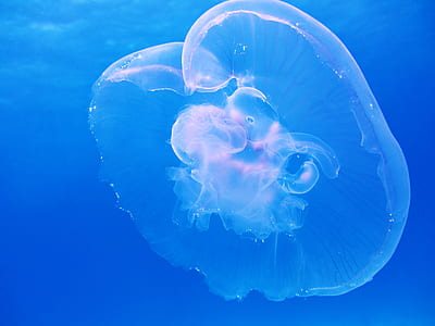 pink box jellyfish