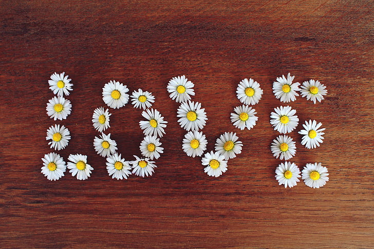 LOVE daisy flower artwork