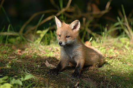 orange fox kitten on green grass