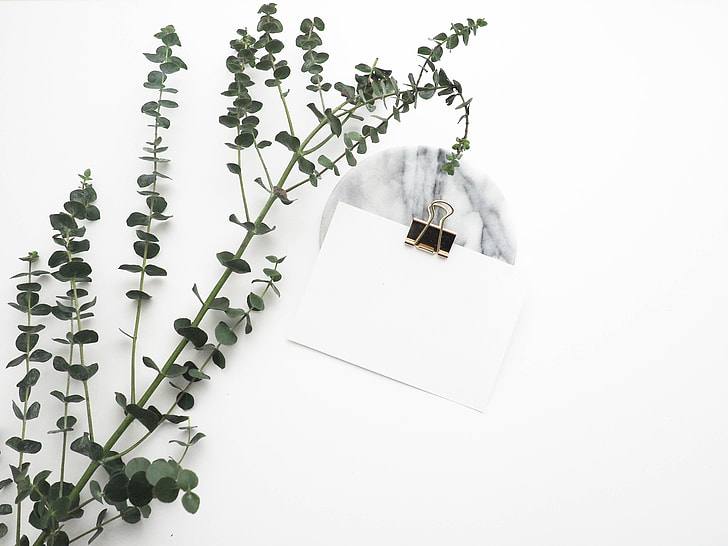 photo of white clip board with green leaf plant