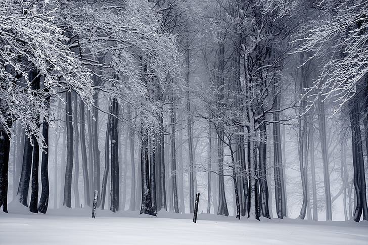 snowed trees photo
