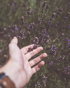 person holding lavender plant in blur lens photography