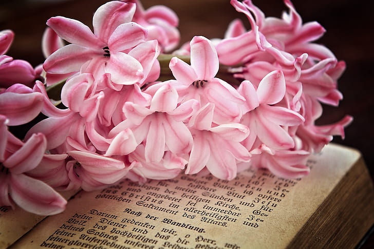 pink petaled flowers on book