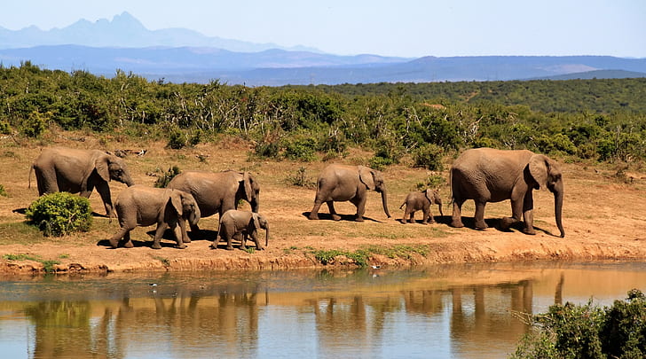 group of elephants walking beside body of water during daytime