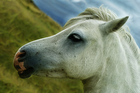 macro photography of white horse's face
