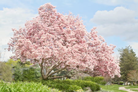 cherry blossom near green grass field under blue sky during daytime