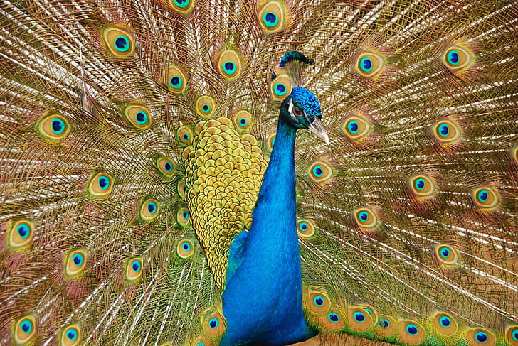 blue, green, and yellow peafowl